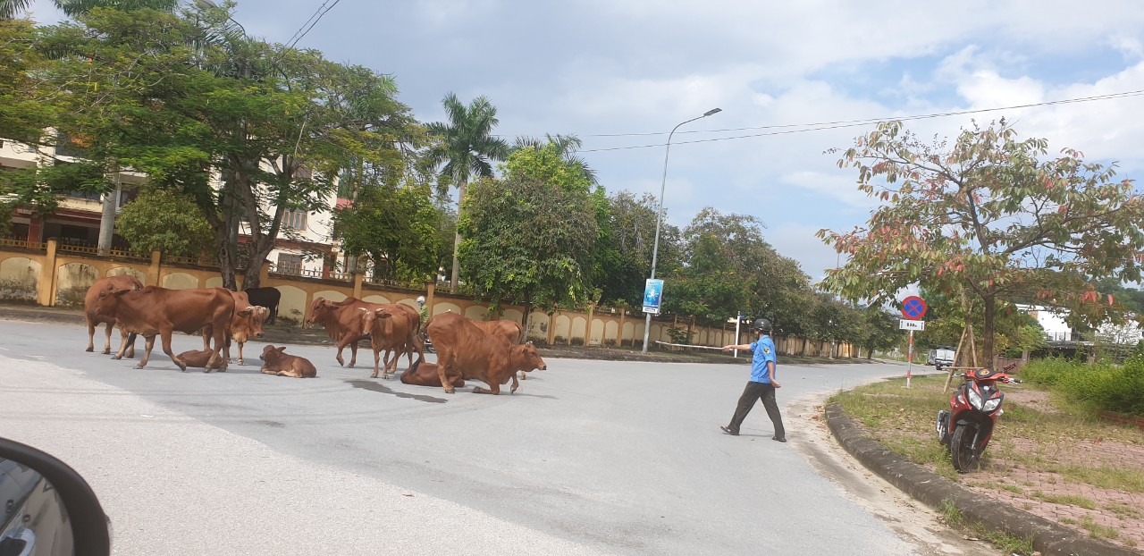 Đàn bò thả rông không người chăn dắt tại khu vực ngã ba đường Nguyễn Sỹ Sách